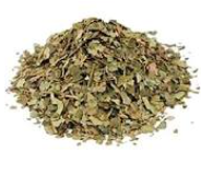 Witch Hazel Leaf